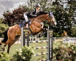 jumper Fernando LW (Swiss Warmblood, 2015, from Felton VDL)