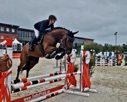 jumper Falina 42 (Hanoverian, 2019, from K.i Checkter)