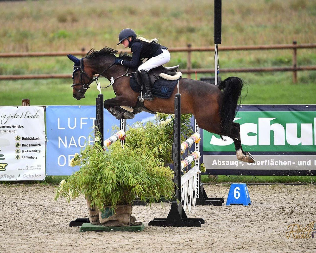 jumper Chris (Dutch Pony, 2018, from Country)