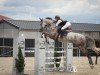 jumper Chacoon´s Emma H (German Sport Horse, 2017, from Chacoon Blue)