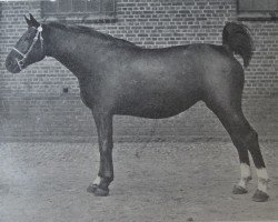 broodmare Komati 1362 (Hanoverian, 1907, from Commandeur)