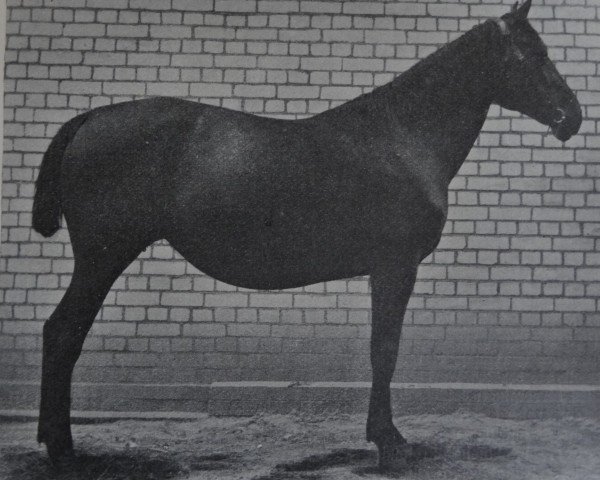 broodmare Navane (Hanoverian, 1907, from Naber)