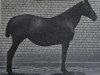 broodmare Navane (Hanoverian, 1907, from Naber)