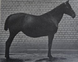 broodmare Navane (Hanoverian, 1907, from Naber)