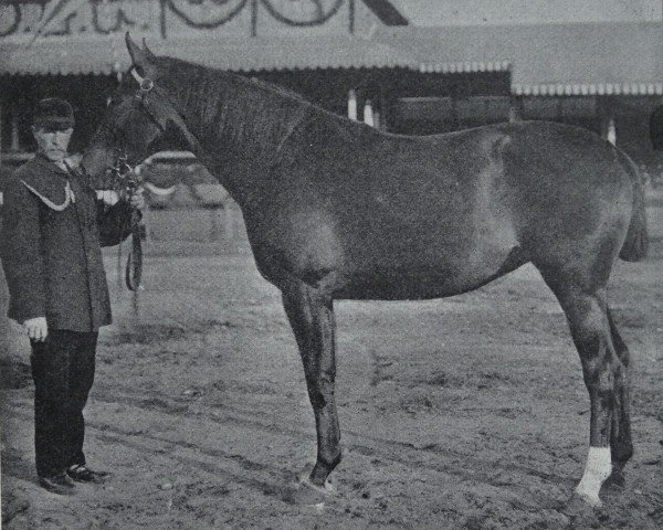 broodmare Nerodella 208 (Hanoverian, 1907, from Nelusko)