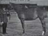 broodmare Nerodella 208 (Hanoverian, 1907, from Nelusko)