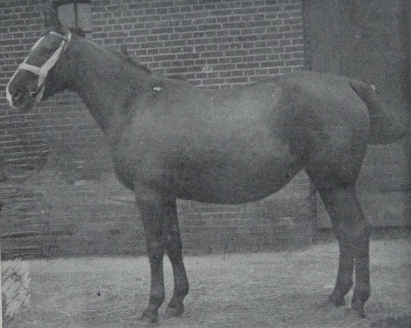 broodmare Faldetta 4143 (Hanoverian, 1908, from Farold)