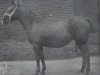 broodmare Faldetta 4143 (Hanoverian, 1908, from Farold)