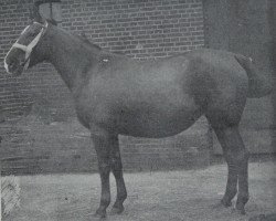 broodmare Faldetta 4143 (Hanoverian, 1908, from Farold)