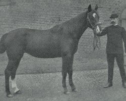 broodmare Alberfleda 4044 (Hanoverian, 1908, from Aland)