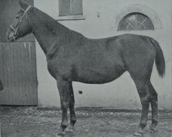 broodmare Norwanta (Hanoverian, 1910, from Nordland)