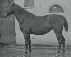 broodmare Norwanta (Hanoverian, 1910, from Nordland)