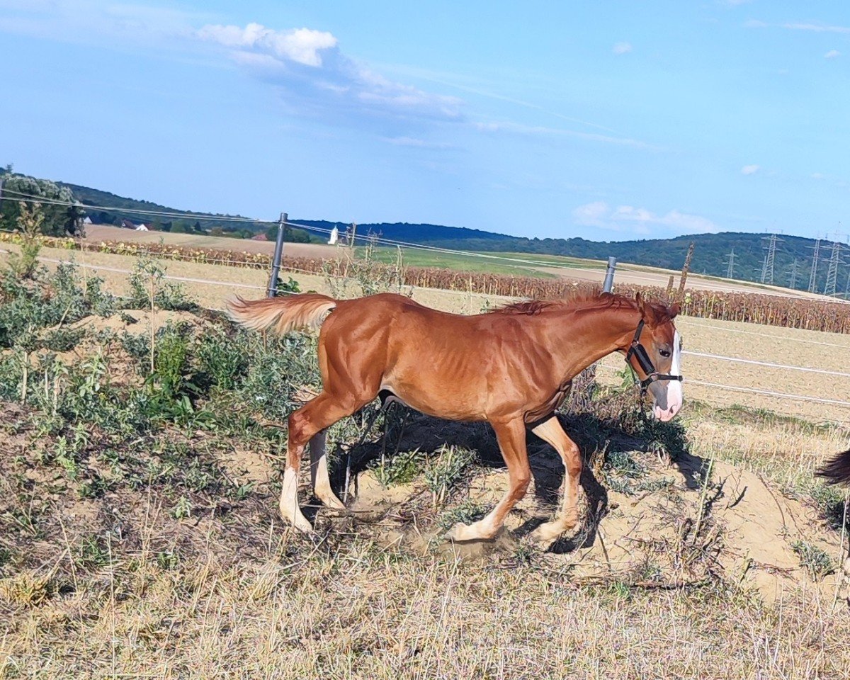 Pferd BE Sunnyboy (Ungarisches Warmblut, 2024, von Sytano)