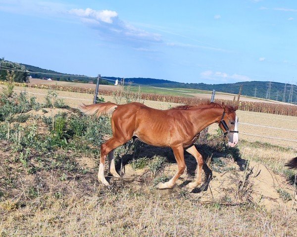 Fohlen von BE Sunnyboy (Ungarisches Warmblut, 2024, von Sytano)