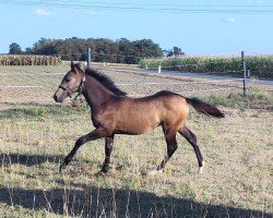 foal by BE Keep Running Kaithy (Hungarian Warmblood, 2024, from Rubint)