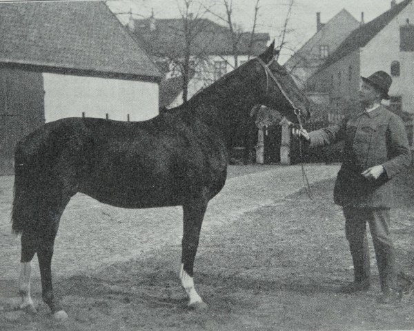 broodmare Kobra 9 (Hanoverian, 1907, from King)