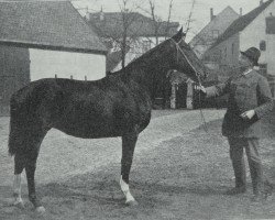 broodmare Kobra 9 (Hanoverian, 1907, from King)