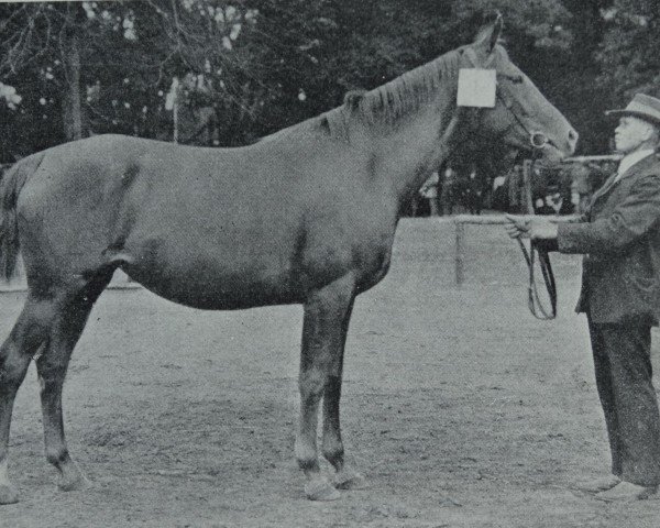 Zuchtstute Anschoris (Hannoveraner,  , von Andermatt)