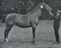 broodmare Neforis (Hanoverian, 1905, from Nadick)