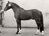 stallion Gandalf (Nederlands Rijpaarden en Pony, 1978, from Fair Diamond ox)