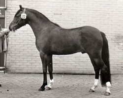 stallion Gandalf (Nederlands Rijpaarden en Pony, 1978, from Fair Diamond ox)