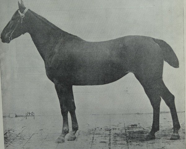 broodmare Cosima 2457 (Hanoverian, 1900, from Colani)