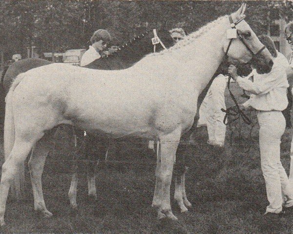 Zuchtstute Halfo Sonja (Nederlands Rijpaarden en Pony, 1975, von Sedan ox)