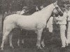 broodmare Halfo Sonja (Nederlands Rijpaarden en Pony, 1975, from Sedan ox)