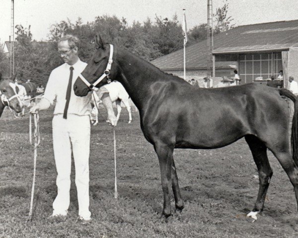 Zuchtstute Astrid (Nederlands Rijpaarden en Pony, 1980, von Lord Peter)