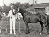 Zuchtstute Astrid (Nederlands Rijpaarden en Pony, 1980, von Lord Peter)