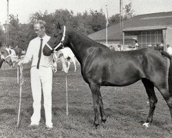 Zuchtstute Astrid (Nederlands Rijpaarden en Pony, 1980, von Lord Peter)