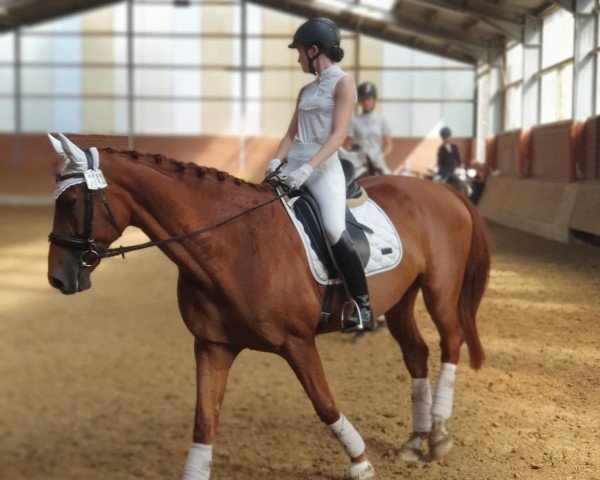 dressage horse Pialotta (Westphalian, 2006)