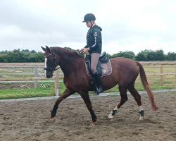 dressage horse Bijou EH (Hanoverian, 2012, from Bonard de Charry)