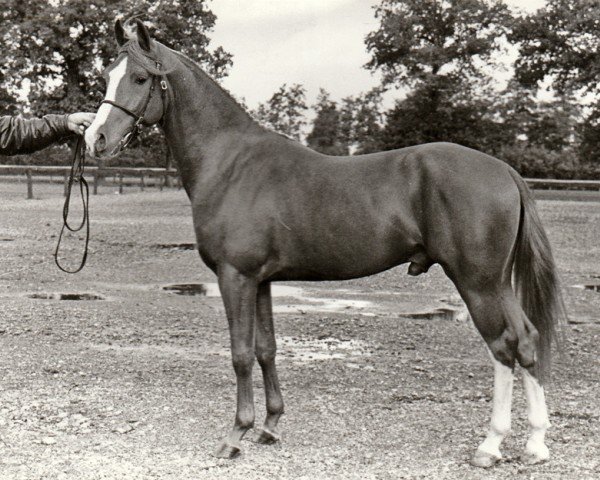 stallion Alfred (Nederlands Rijpaarden en Pony, 1985, from Apollo)