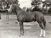 Deckhengst Alfred (Nederlands Rijpaarden en Pony, 1985, von Apollo)