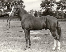 Deckhengst Alfred (Nederlands Rijpaarden en Pony, 1985, von Apollo)