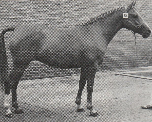 Zuchtstute Jolanda (Nederlands Rijpaarden en Pony, 1977, von Tamarak ox)