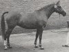 broodmare Jolanda (Nederlands Rijpaarden en Pony, 1977, from Tamarak ox)