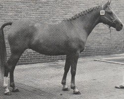 Zuchtstute Jolanda (Nederlands Rijpaarden en Pony, 1977, von Tamarak ox)