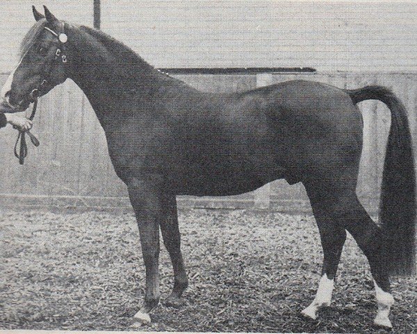 Deckhengst Blue Boy's Nieuwmoed (Nederlands Rijpaarden en Pony, 1982, von Blue Diamond ox)