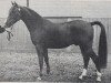 Deckhengst Blue Boy's Nieuwmoed (Nederlands Rijpaarden en Pony, 1982, von Blue Diamond ox)