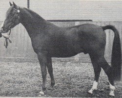 stallion Blue Boy's Nieuwmoed (Nederlands Rijpaarden en Pony, 1982, from Blue Diamond ox)