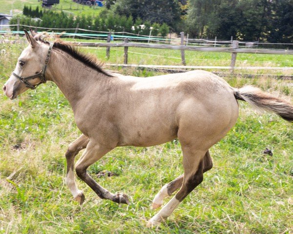 Fohlen Smoking Sugar Socks (Quarter Horse, 2024)