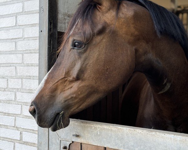 dressage horse Coke on Ice (German Riding Pony, 2019)