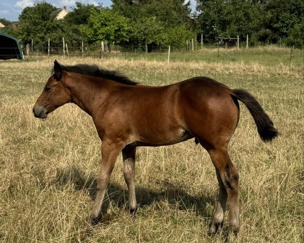 Fohlen Dunits Fine Footwork (Quarter Horse, 2024)