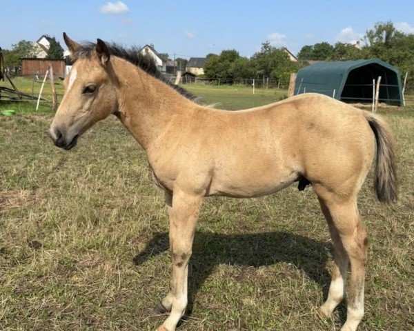 Fohlen Docs Boomernic (Quarter Horse, 2024)