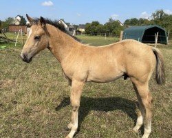 foal Docs Boomernic (Quarter Horse, 2024)