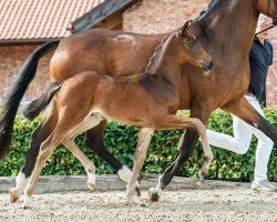 foal by Bon Garcon (Rhinelander, 2024, from Bon Esprit)