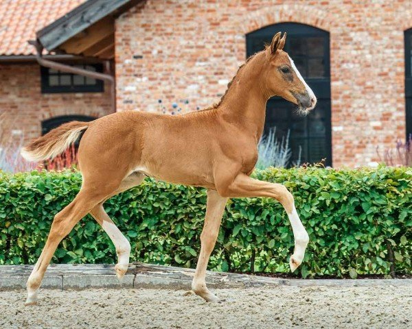 foal by First to Follow (Oldenburg, 2024, from Follow Him´s Schönweide)