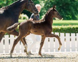 foal by Bocelli (Hanoverian, 2024, from Bon Esprit)